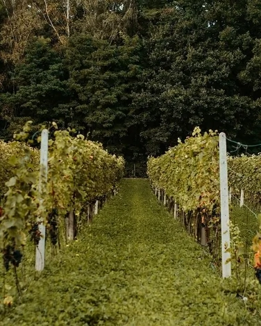 tip-article-image-Winnica Rajska - polskie wina, których zalety docenia branża HoReCa